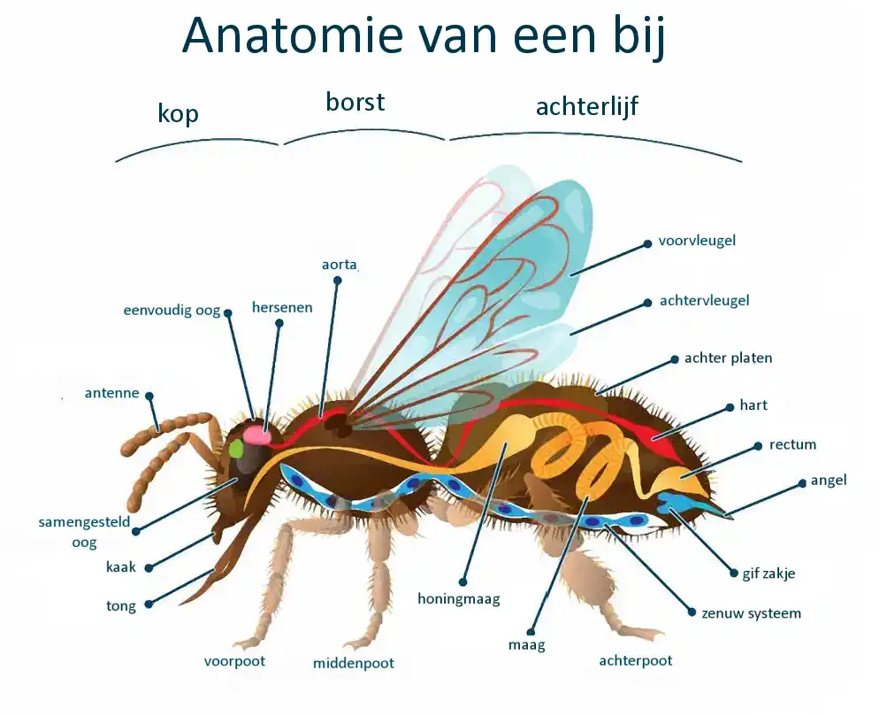 anatomie van een bij