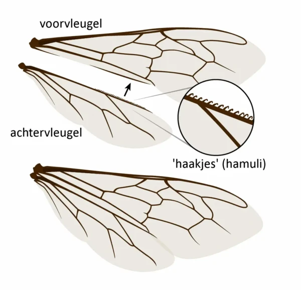 bijenvleugels