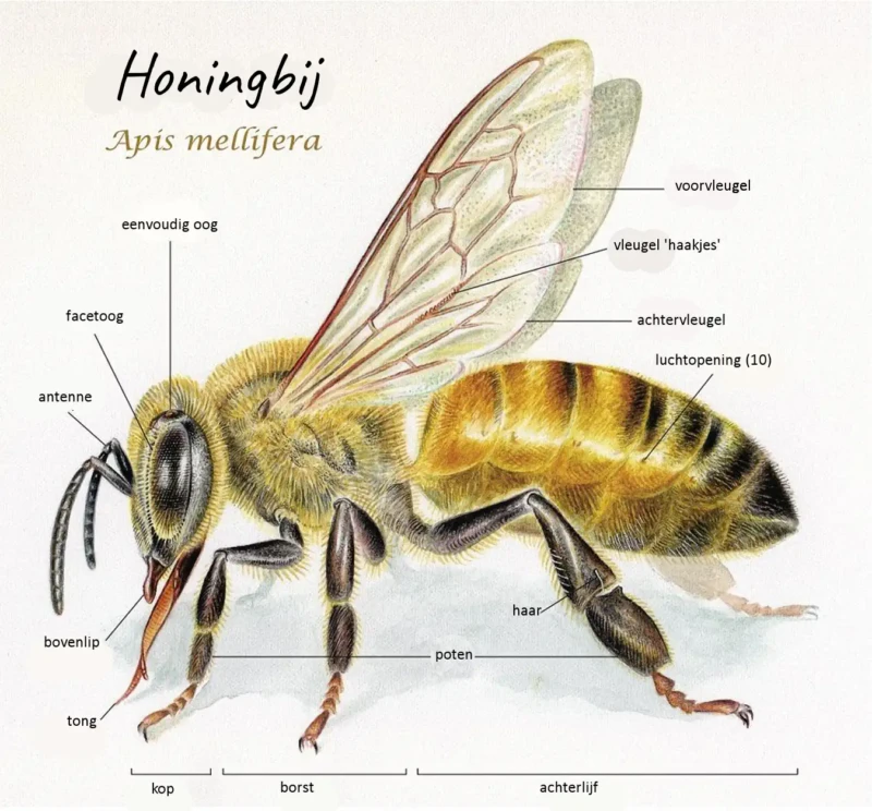 de bouw van een honingbij