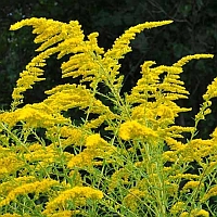 gulden roede - solidago - goldenrod