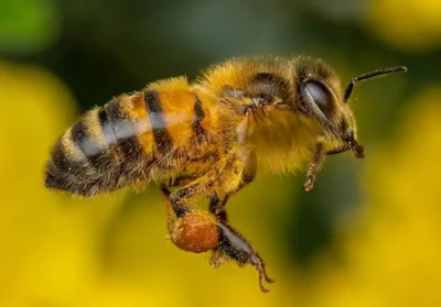 het belang van bijen