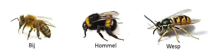 het verschil tussen bij een hommel en een wesp