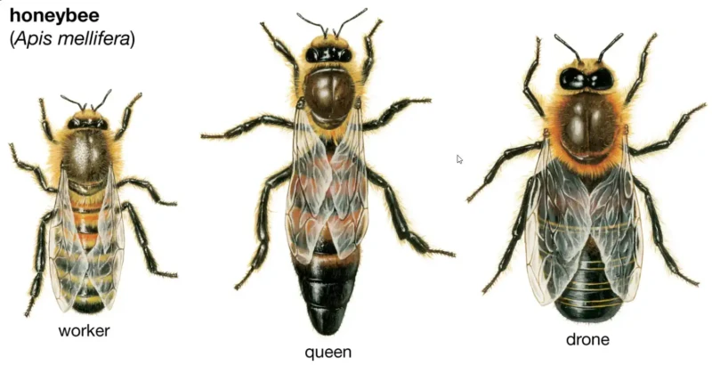 honey bee, worker, queen, drone