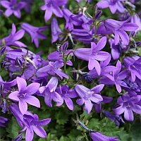 klokjesbloem - campanula - bellflower