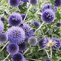 kogeldistel - echinops - globe thistle