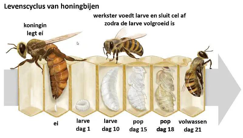 levenscyclus van een honingbij