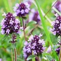 marjolein - origanum - marjoram