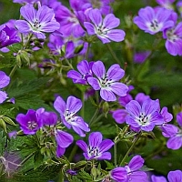 ooievaarsbek - geraniaceae - geranium rotundifolium