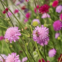 rode beemdkroon - knautia - macedonian scabious