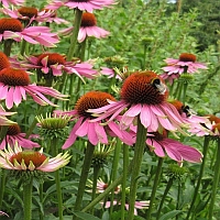 rode zonnehoed - echinacea purpurea - eastern purple coneflower