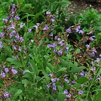 salie - salvia officinalis - sage