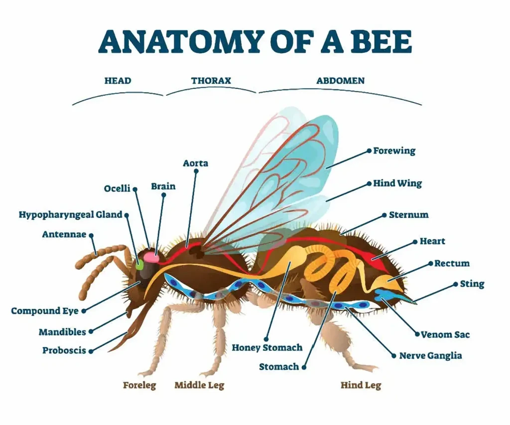 the anatomy of a bee