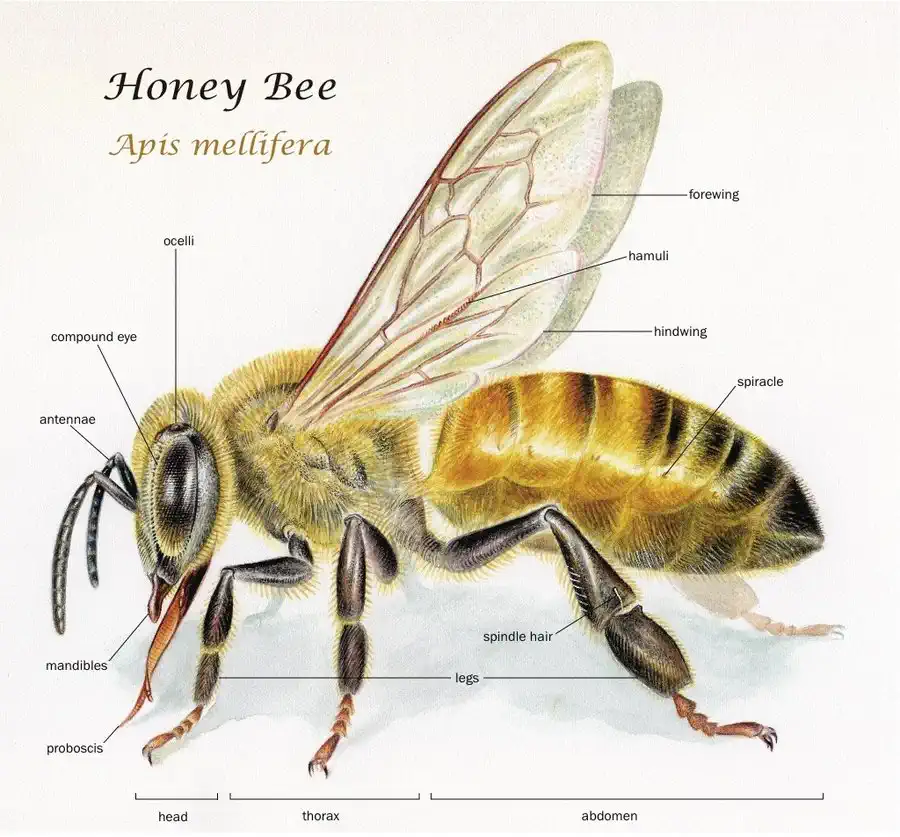 the anatomy of a honey bee