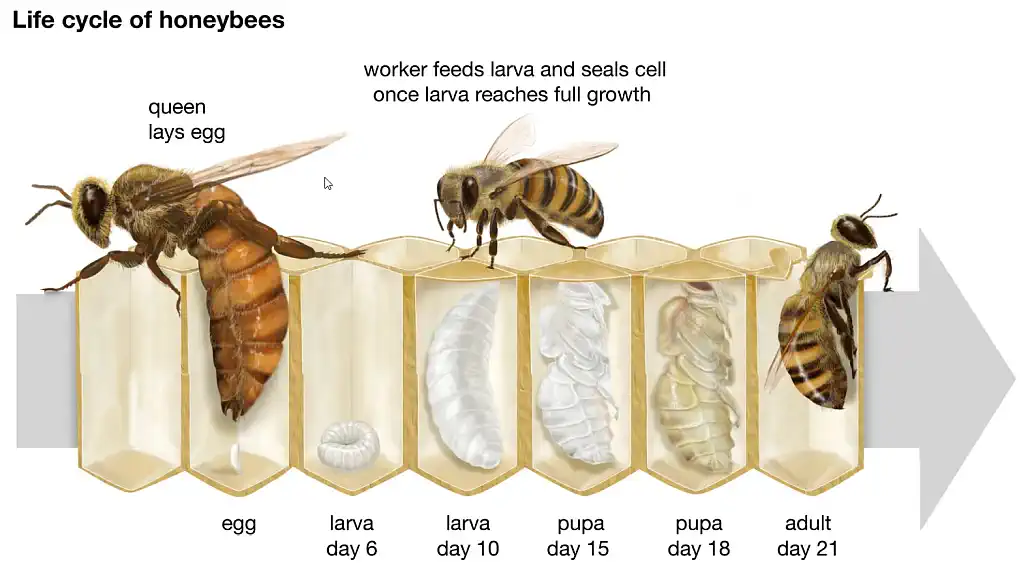 the life cycle of bees